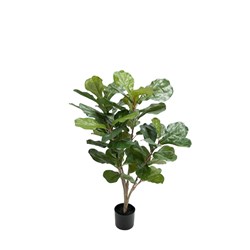 E0100 - Geigenfeige Small